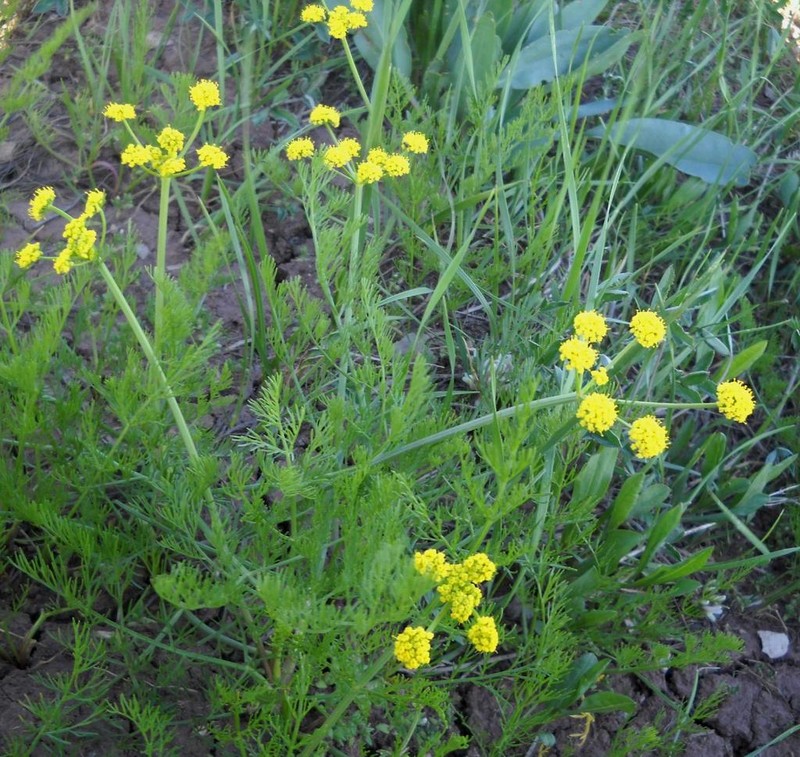 Wasatch Desertparsley photo 6