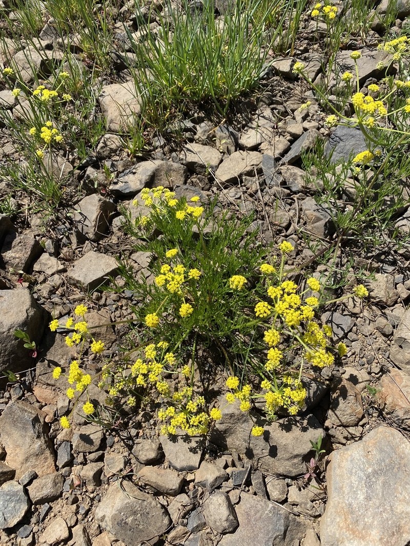 Wasatch Desertparsley photo 7