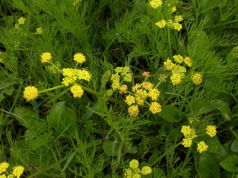 Bradshaw's Desertparsley photo 2