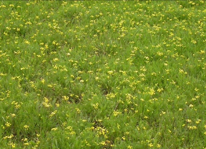 Bradshaw's Desertparsley photo 3