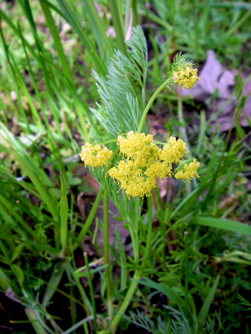 Bradshaw's Desertparsley photo 4