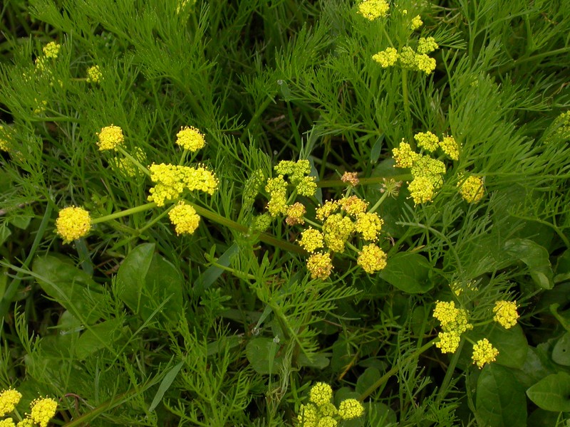 Bradshaw's Desertparsley