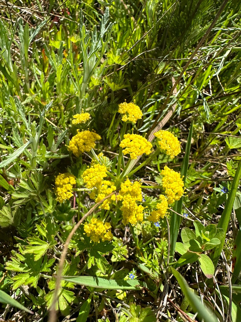 Bradshaw's Desertparsley photo 3