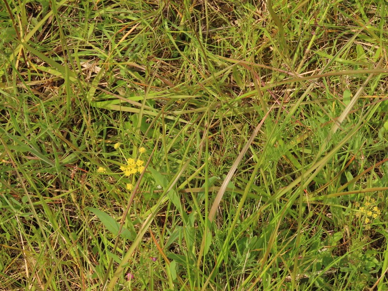 Bradshaw's Desertparsley photo 4