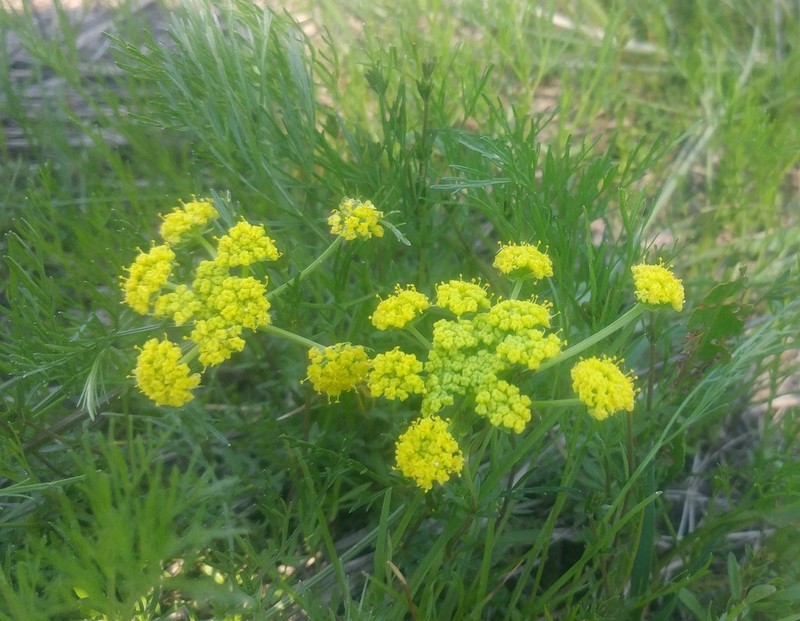 Bradshaw's Desertparsley photo 5