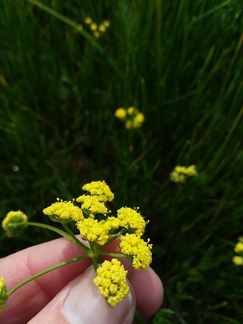 Bradshaw's Desertparsley photo 6