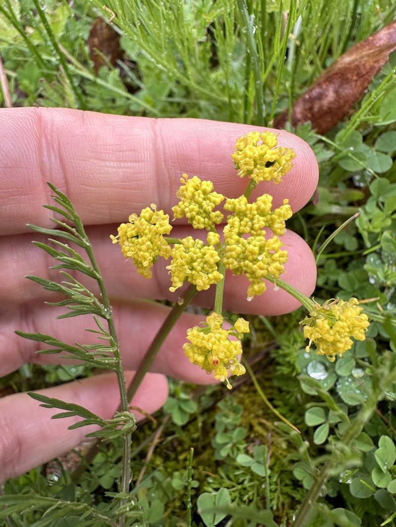 Bradshaw's Desertparsley photo 7