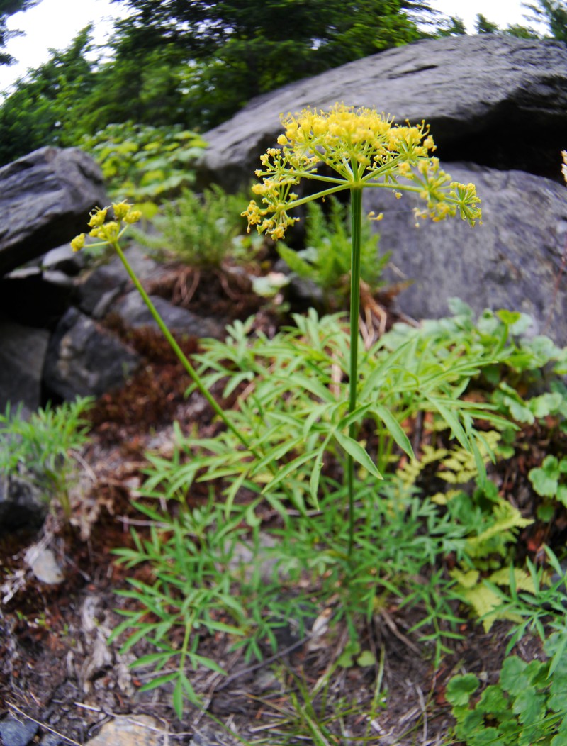 Brandegee'S Desertparsley