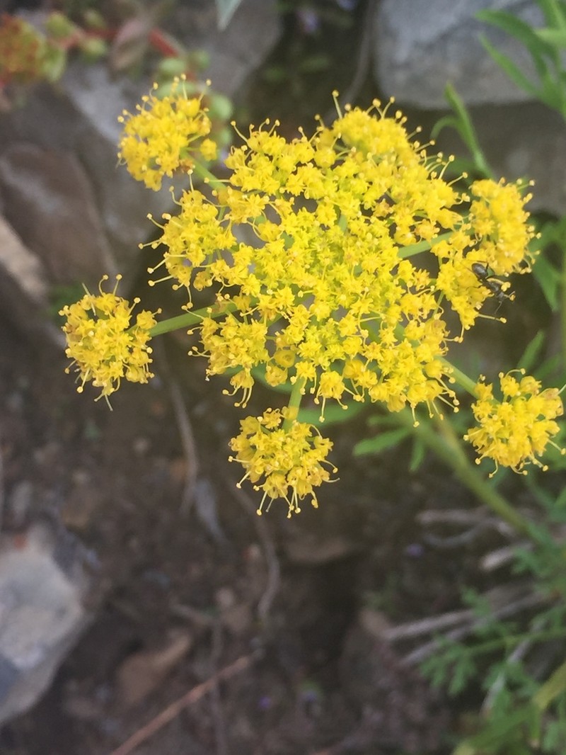 Brandegee'S Desertparsley photo 2