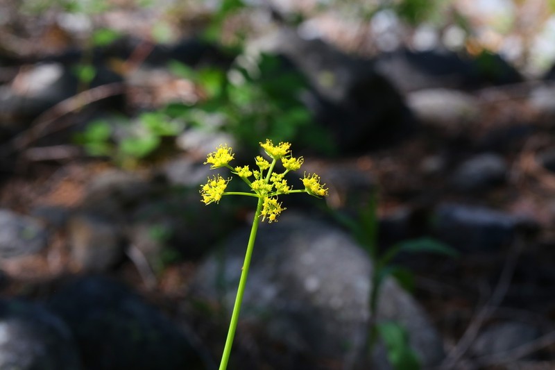 Brandegee'S Desertparsley photo 3