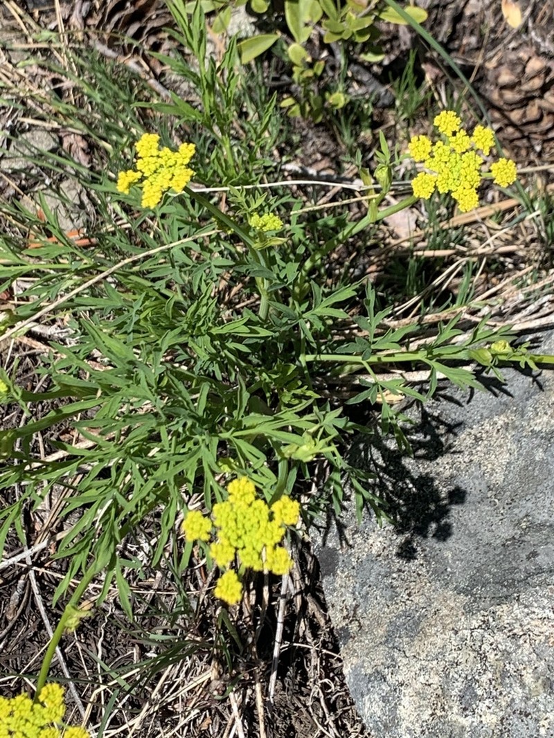 Brandegee'S Desertparsley photo 4