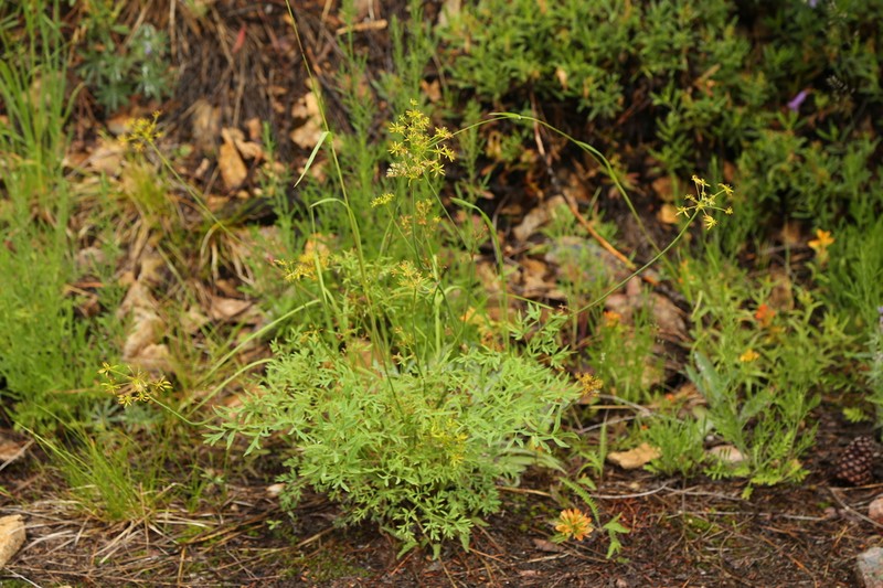 Brandegee'S Desertparsley photo 5