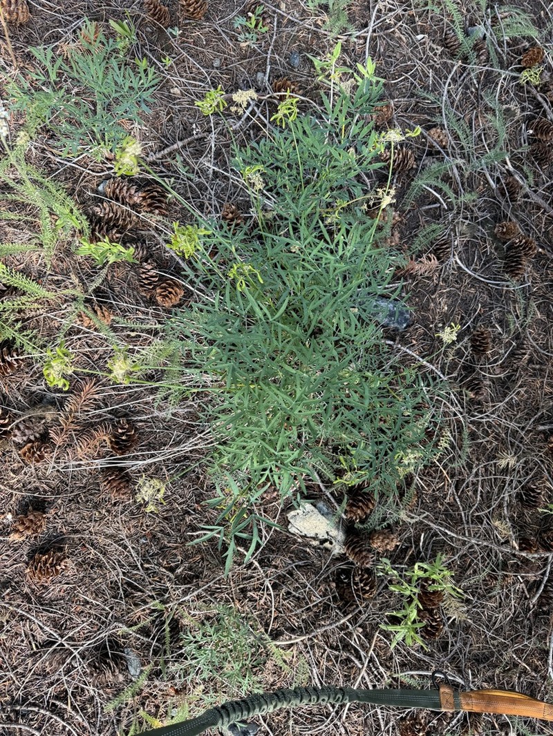 Brandegee'S Desertparsley photo 6