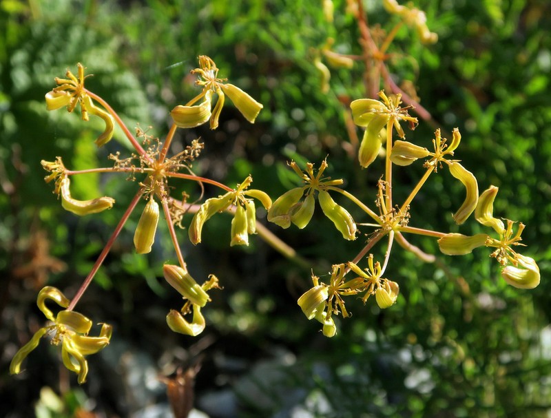 Brandegee'S Desertparsley photo 7