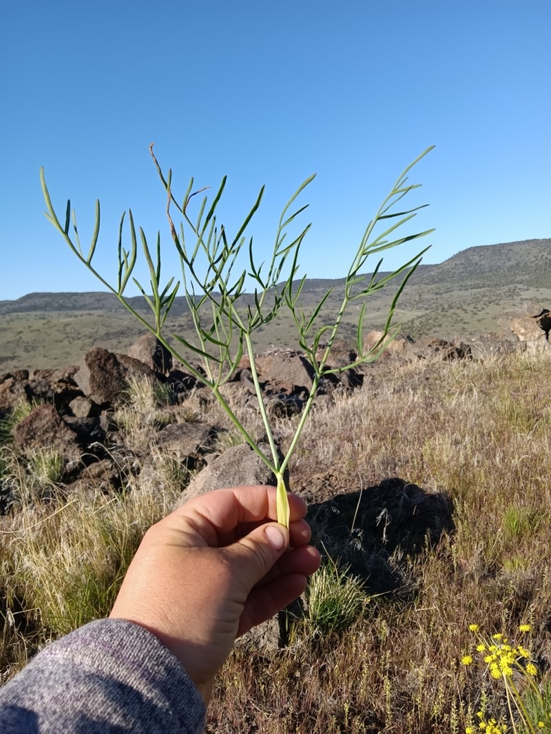Lomatium brevifolium