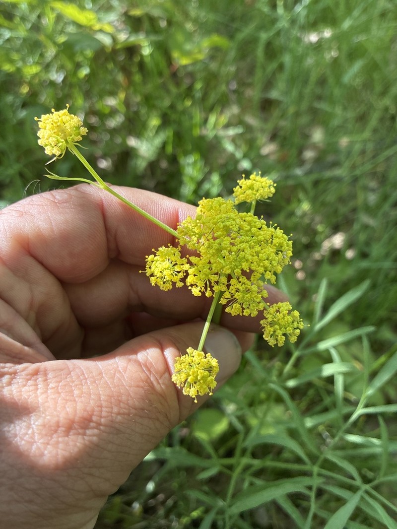 Lomatium brevifolium photo 2