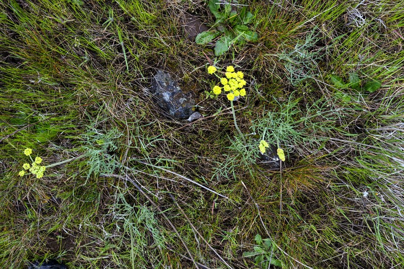 Lomatium brevifolium photo 3