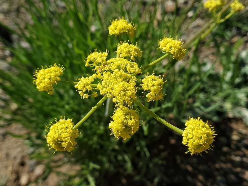 Lomatium brevifolium photo 4