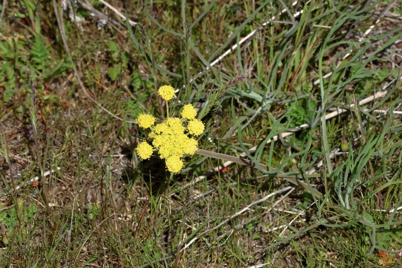 Lomatium brevifolium photo 5
