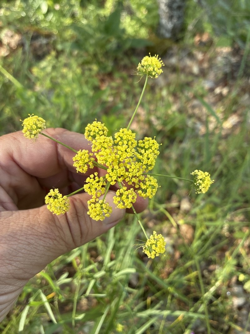 Lomatium brevifolium photo 6
