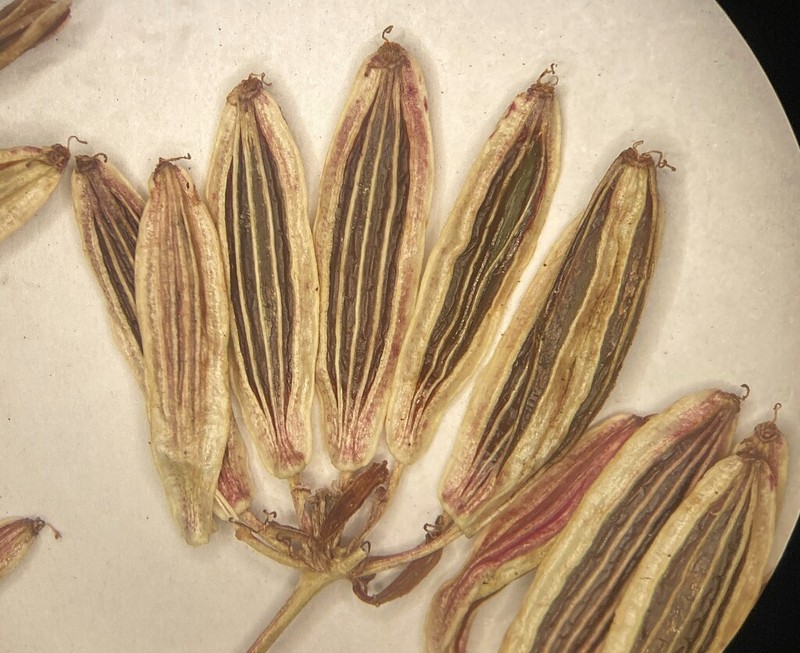 Lomatium brevifolium photo 7