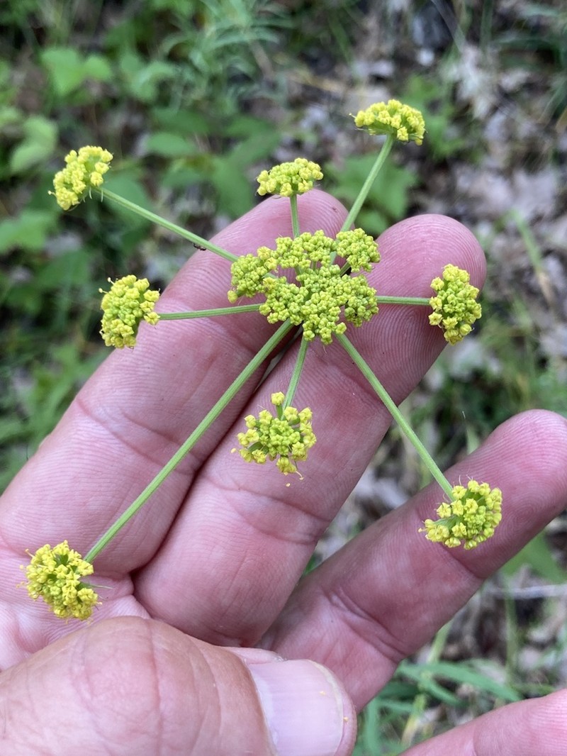 Lomatium brevifolium photo 8