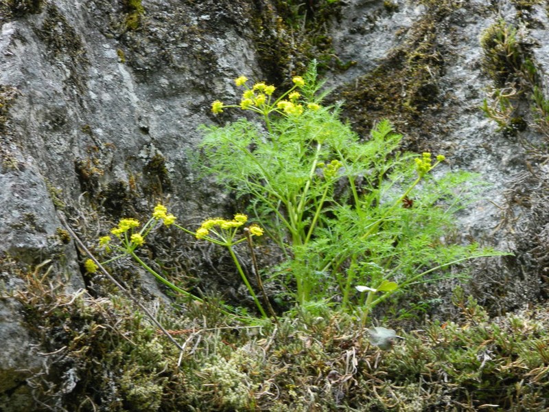 Brunsfeld's Desertparsley