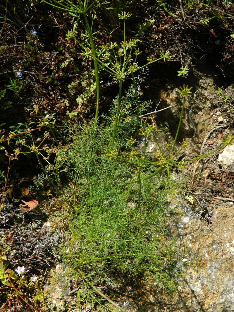 Brunsfeld's Desertparsley photo 2