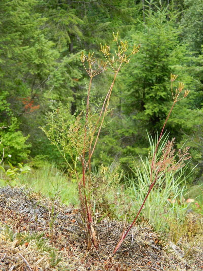 Brunsfeld's Desertparsley photo 3