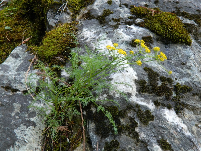 Brunsfeld's Desertparsley photo 4