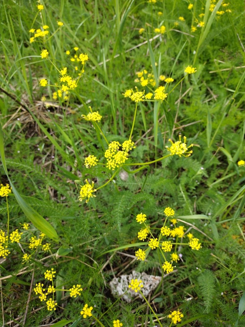 Brunsfeld's Desertparsley photo 5