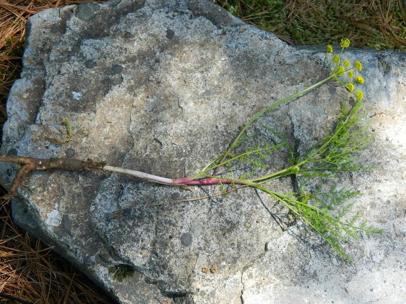 Brunsfeld's Desertparsley photo 6