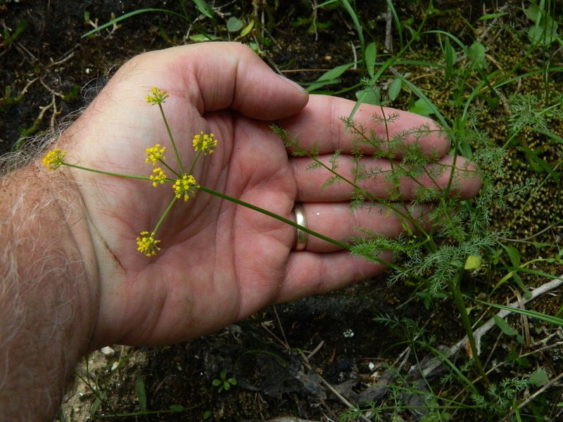 Brunsfeld's Desertparsley photo 7