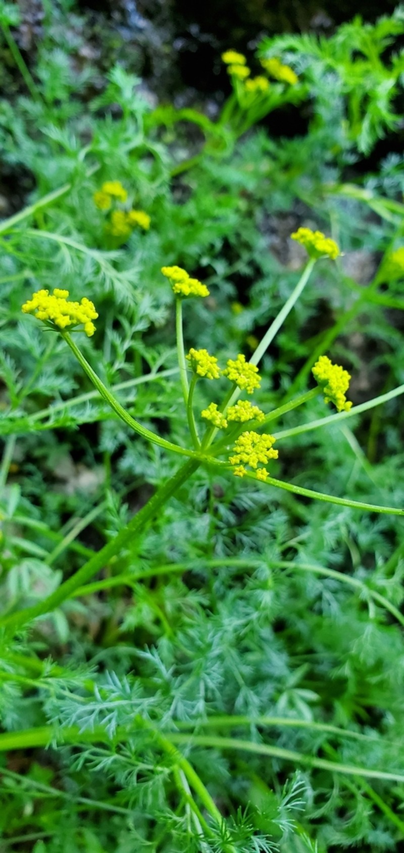 Brunsfeld's Desertparsley photo 8