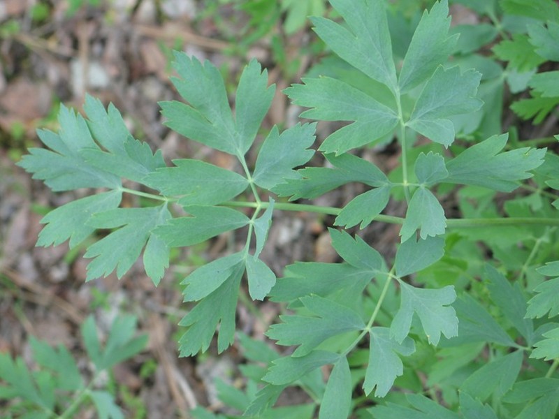 California Lomatium