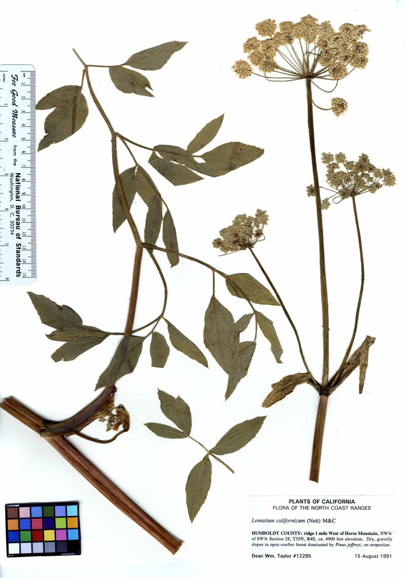 California Lomatium photo 2