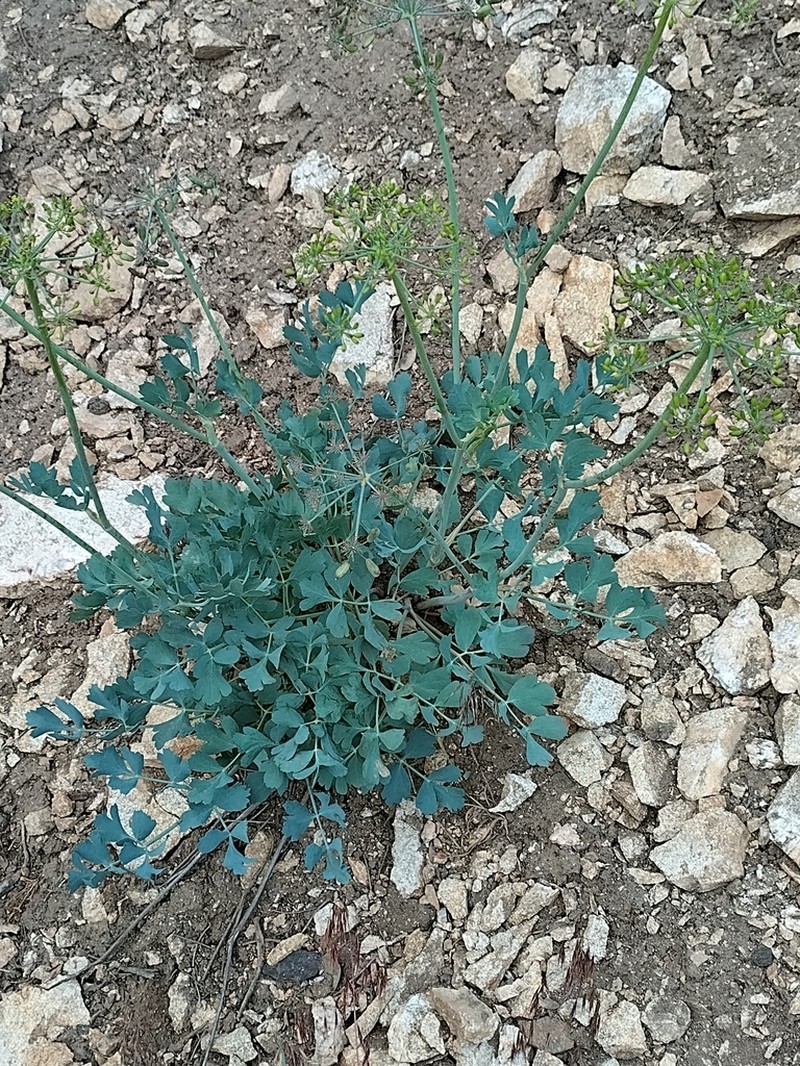 California Lomatium photo 3