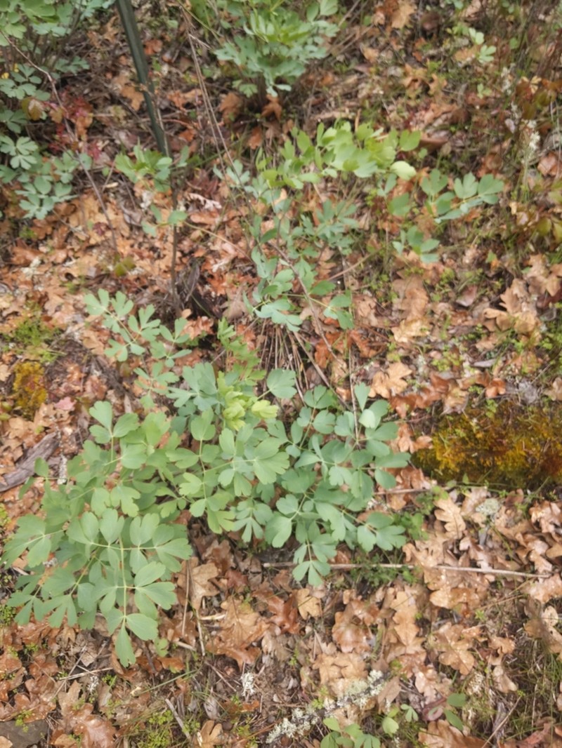 California Lomatium photo 4
