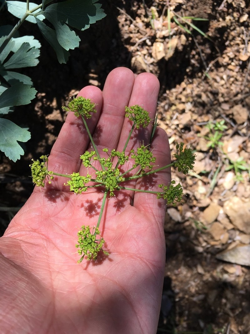 California Lomatium photo 5