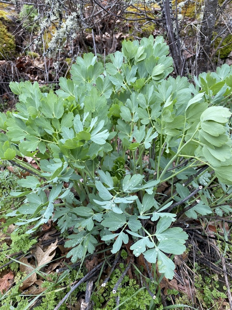 California Lomatium photo 6