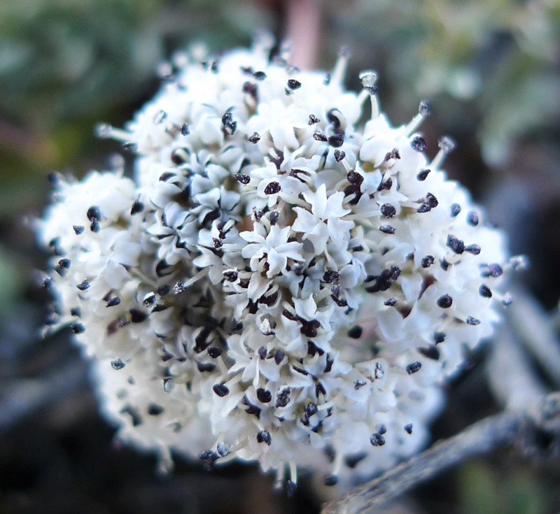 Canby's Biscuitroot photo 5