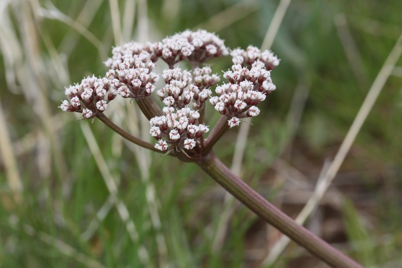 Canby's Biscuitroot photo 2