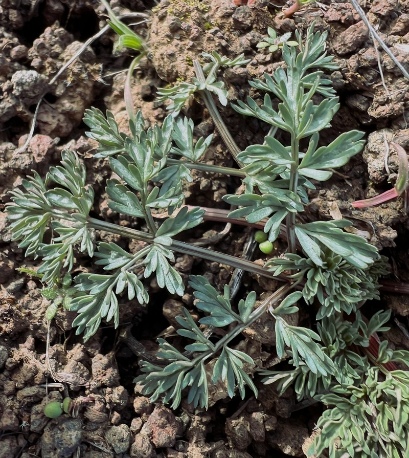 Canby's Biscuitroot photo 3