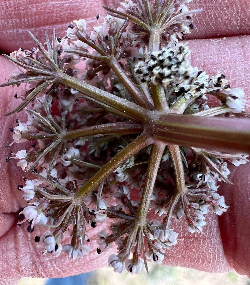 Canby's Biscuitroot photo 7