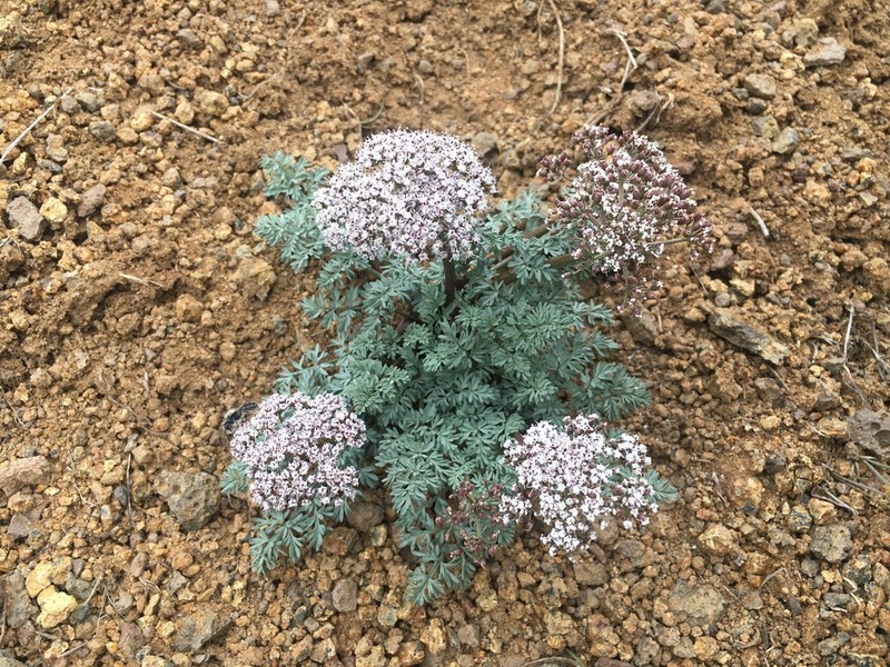 Canby's Biscuitroot photo 6