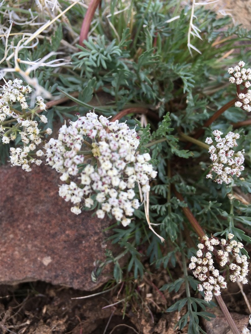 Canby's Biscuitroot photo 7