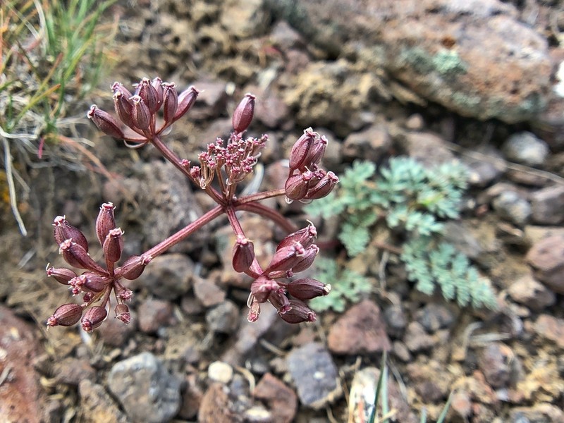 Canby's Biscuitroot photo 8