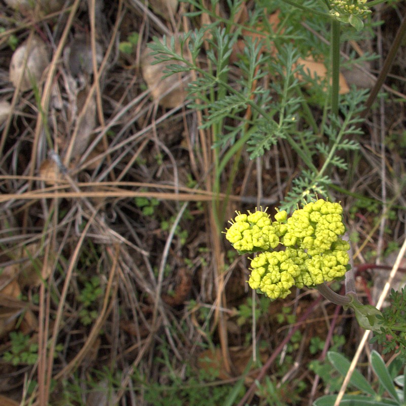 Alkali Desertparsley