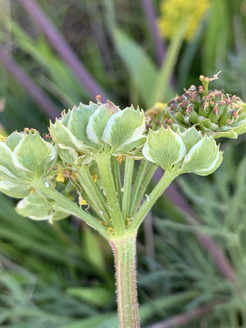 Alkali Desertparsley photo 2