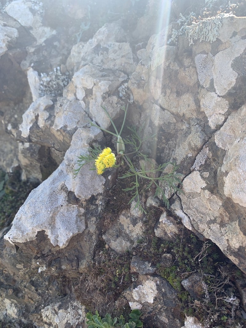 Alkali Desertparsley photo 3